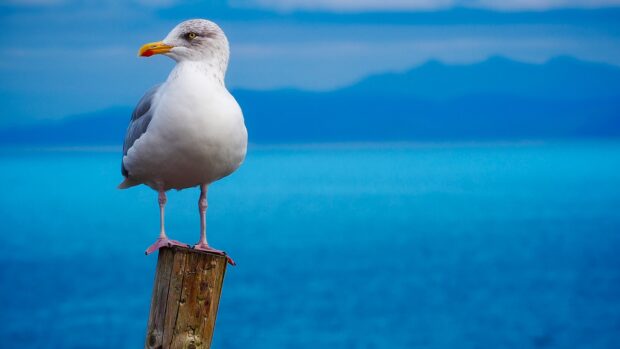A seagull standing on a wooden post near the ocean with distant mountains in the background