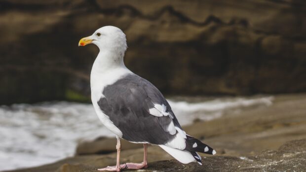 A seagull standing on rocky shore with ocean waves in the background