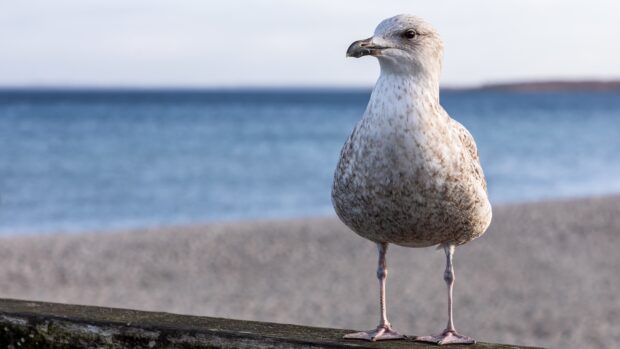 A single seagull standing on a wooden railing near the beach with the sea in the background