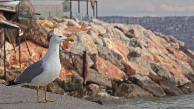 A seagull standing on a pier near rocky coastline