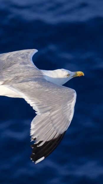 A seagull soaring above the deep blue sea in clear sky
