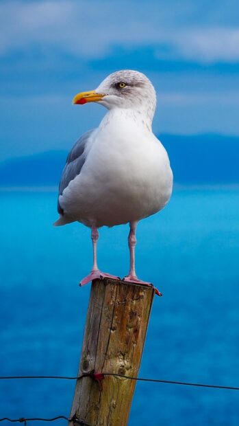 A seagull perched on a wooden post with a blue ocean background
