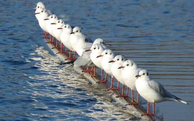 A row of seagull standing neatly on a narrow ledge along the water's edge