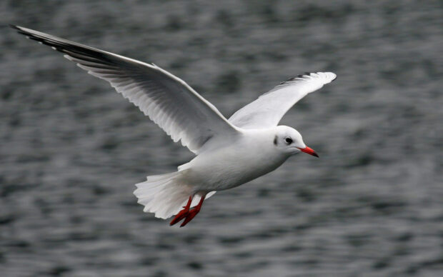 A seagull flying over the water with its wings spread wide and red beak visible