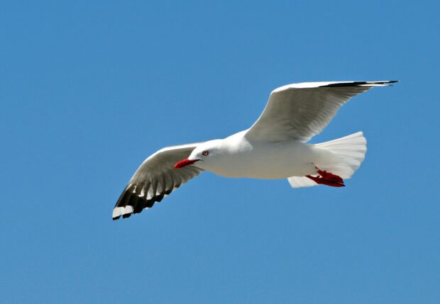 A seagull soaring high with wings spread wide against a clear blue sky