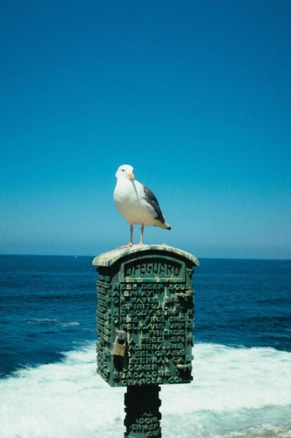 A seagull standing on a lifeguard sign by the ocean under a clear blue sky