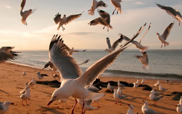 A flock of seagull birds gathered on the sandy beach near the ocean shore at sunset