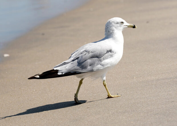 A seagull walking along the sandy beach with clear details and natural light