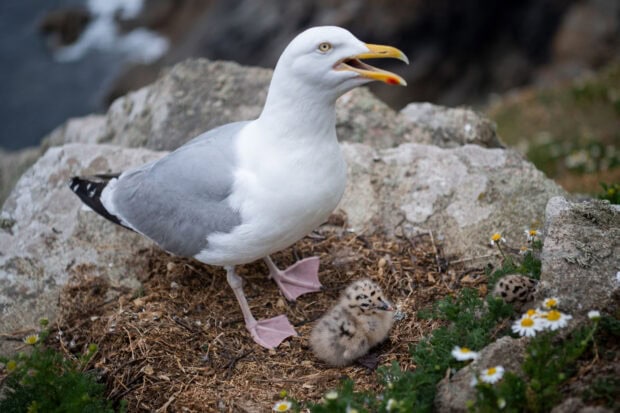 Adult seagull standing near seagull chick on the rocky ground