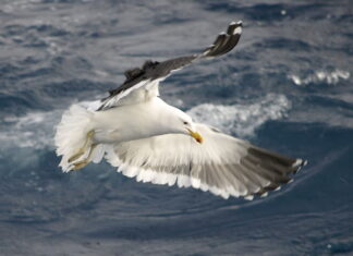 A seagull soaring over the ocean with wings fully spread in high definition