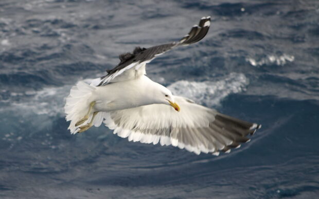 A seagull soaring over the ocean with wings fully spread in high definition