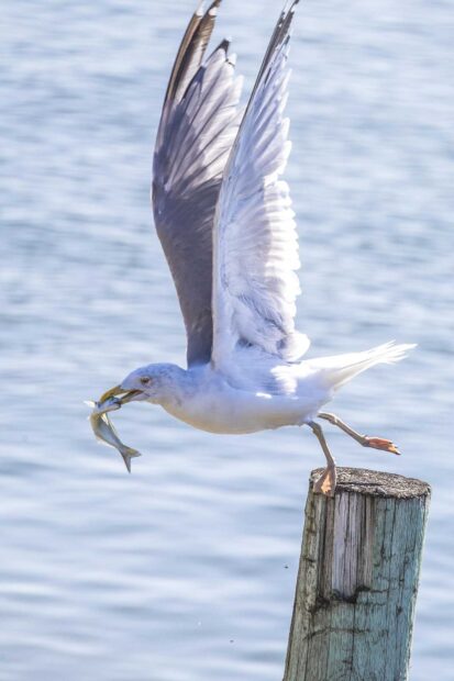 Seagull catching fish over the water while perched on a wooden post