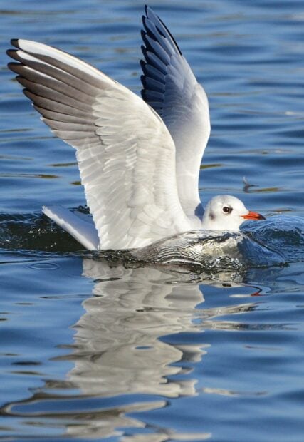 A seagull spreading its wings while floating on the water surface
