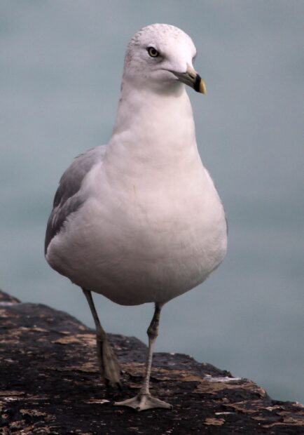 A seagull standing on a rocky surface near the water body