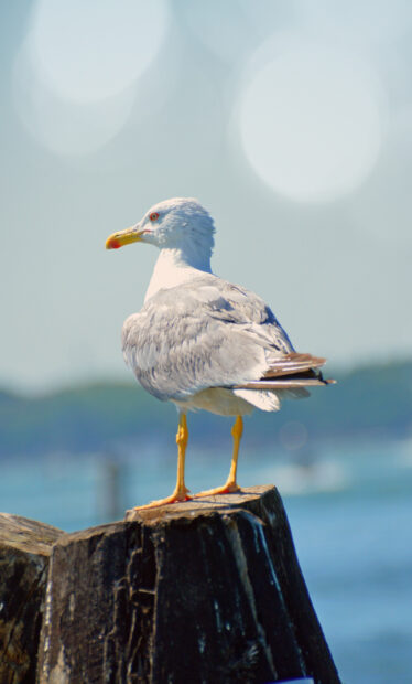 A seagull standing on a wooden stump near the water under a clear sky