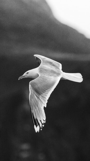 A seagull soaring in flight with its wings spread wide against a blurred background
