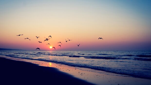 Seascape with birds flying over the ocean at sunset along the peaceful beach
