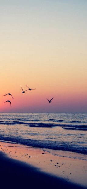 Seascape with birds flying over the calm ocean during a colorful sunset