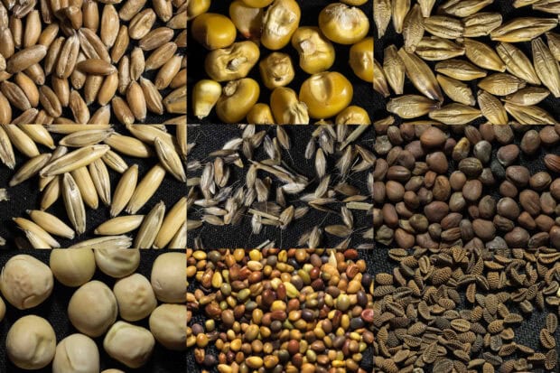 Various natural seeds on a black background showing different shapes and textures of seeds