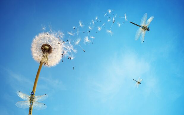 Seeds Wallpaper 2K Desktop Dandelion seeds blowing in the wind with dragonflies flying around on a blue sky background