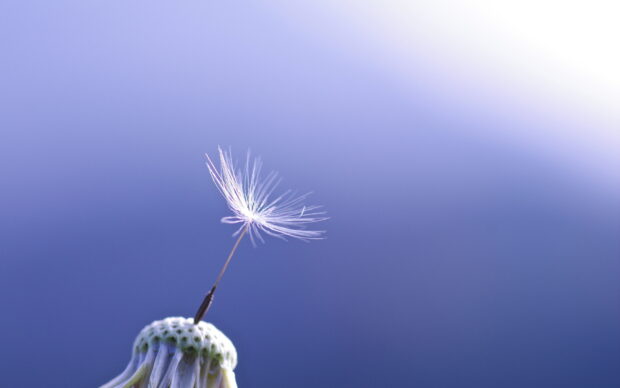 A single seed gently resting on a dandelion head against a soft blue background