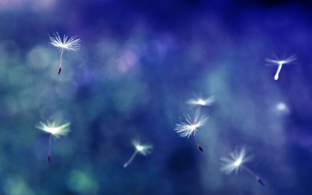 Delicate seeds floating gently in a soft blue and purple blur background