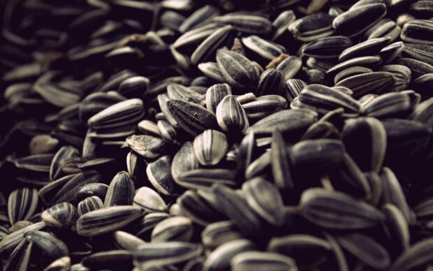 Close up of natural seeds with striped texture and patterns