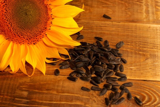 Close up of sunflower and scattered seeds on wooden surface