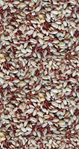 Close up view of various seeds mixed in natural colors