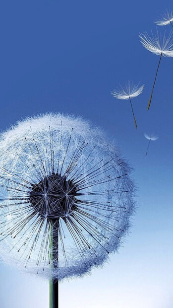 A close up of seeds floating from a dandelion against a blue sky