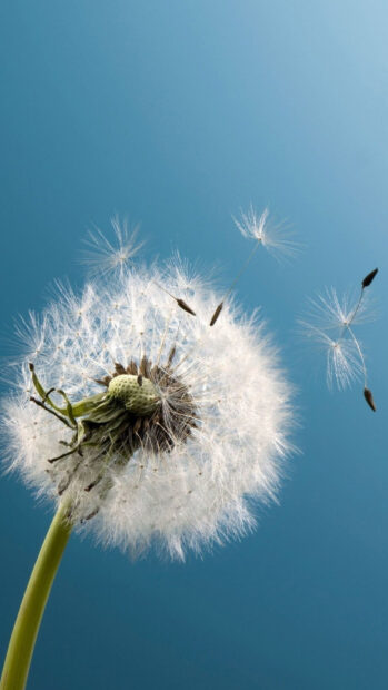 Close up of seeds dispersing from a dandelion against a clear blue sky