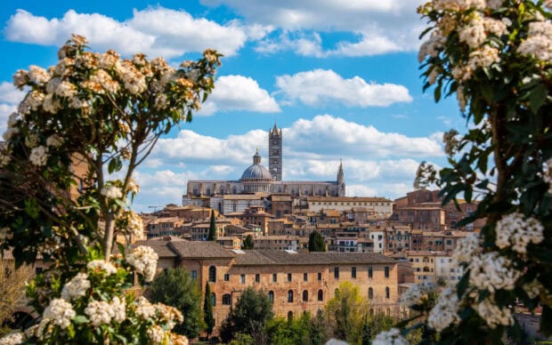 A scenic view of Siena cityscape framed by blooming white flowers in spring