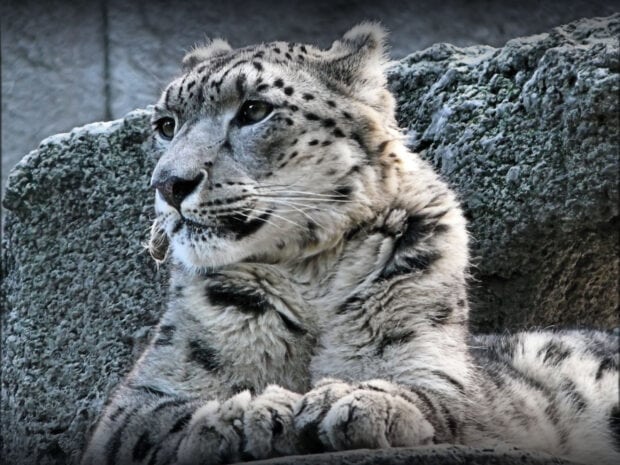 A close up of a snow leopard resting near rocky terrain in natural light