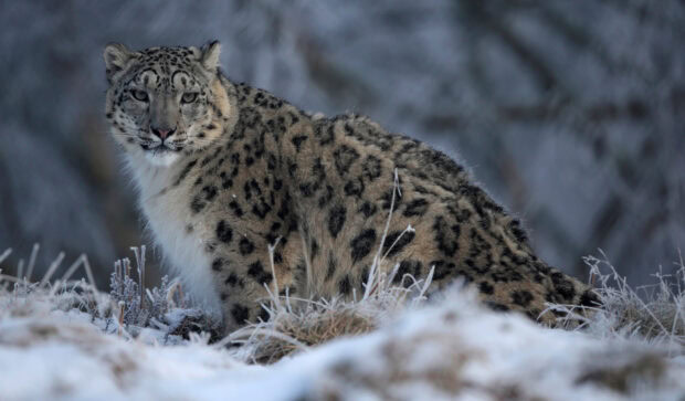 Snow leopard sitting on snowy ground in a natural habitat