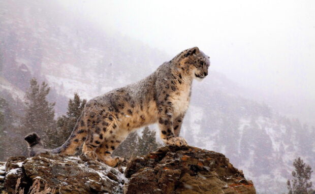 Snow leopard standing on a rock during snowfall in a mountainous area