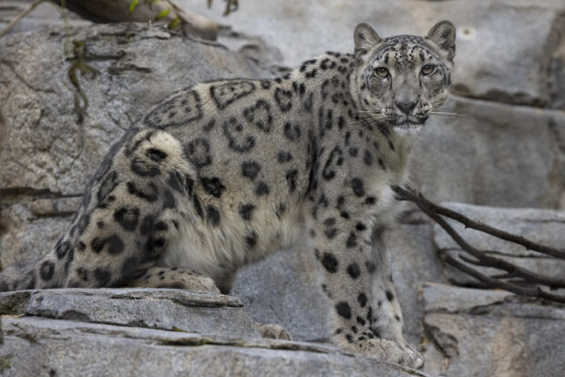 Snow leopard standing on rocky terrain showing its distinctive fur pattern and alert expression