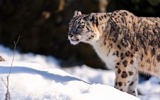 Snow leopard walking on snow in its natural habitat with clear eyes