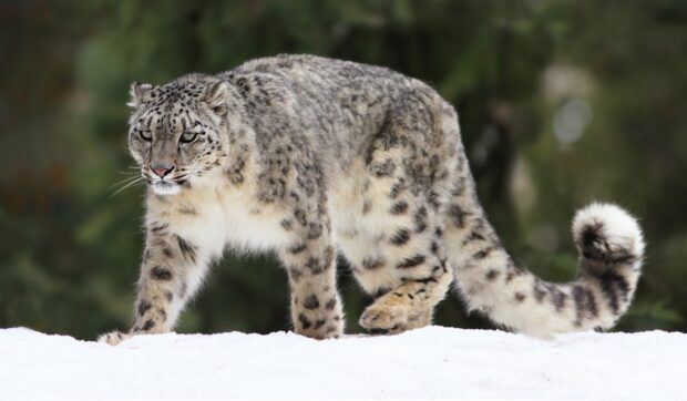 Snow leopard walking on snow with focused eyes in a natural habitat