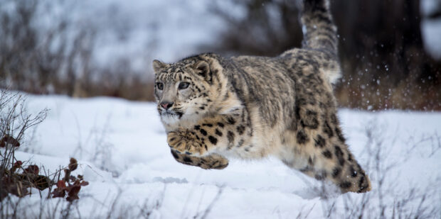 A snow leopard running swiftly through the snowy landscape with focused eyes