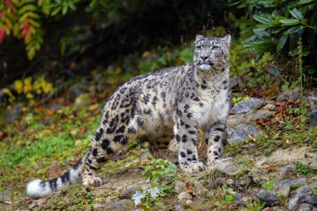 A snow leopard standing on rocky ground surrounded by green vegetation and autumn leaves