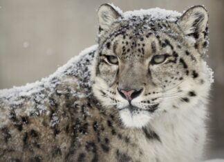 A close up of a snow leopard covered in snow looking intently at the camera