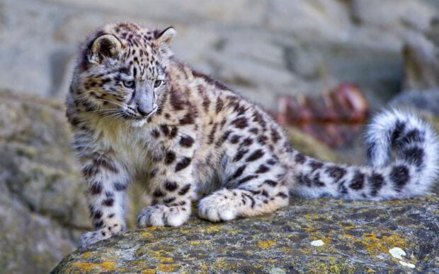 A young snow leopard resting on a rocky surface in a natural outdoor setting