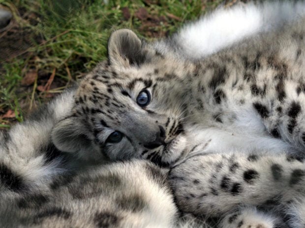 Close up of a snow leopard cub resting peacefully on the ground surrounded by grass