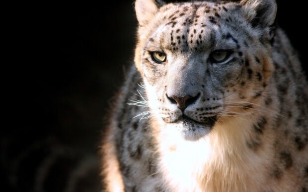 Close up view of a snow leopard in natural habitat with focused intense eyes