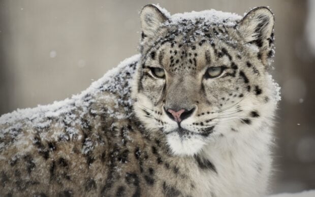 A close up of a snow leopard covered in snow looking intently at the camera