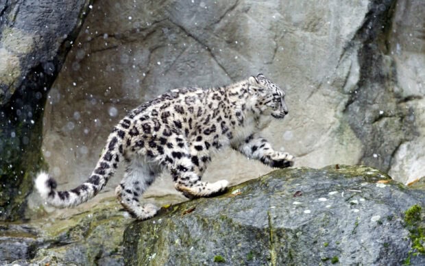 Snow leopard climbing on wet rocks in a natural rocky habitat