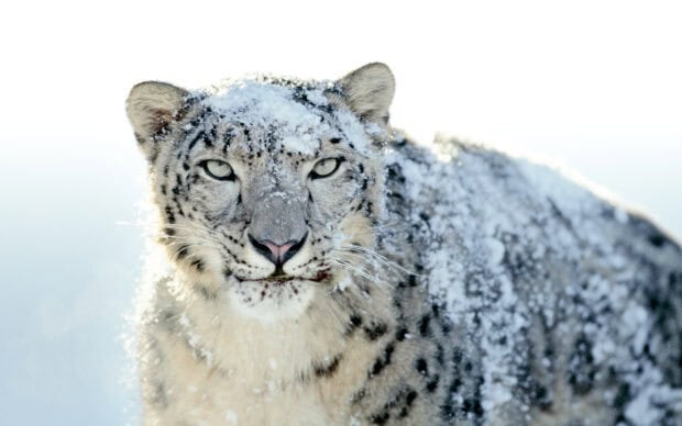 Snow leopard covered in snow looking directly at the camera in a cold environment