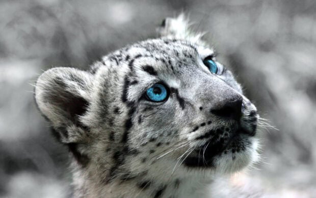 Snow leopard cub with striking blue eyes looking upwards in a close up view