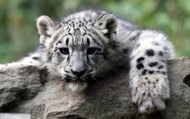 Snow leopard cub resting on a rock with its paw stretched out in a natural setting