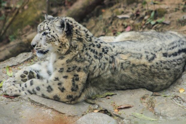 A snow leopard resting on rocky ground showing its spotted fur pattern